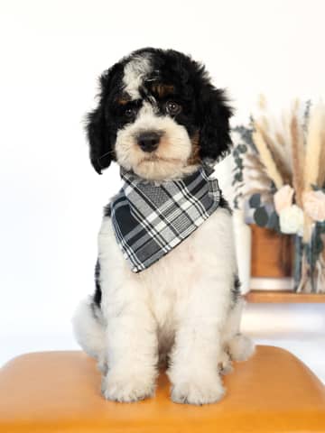 Lewis — Black Parti Phantom Cockapoo puppy from Forever and Always Doodles, Virginia