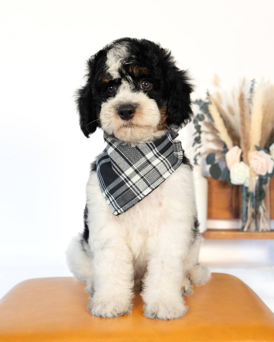 Lewis — Black Parti Phantom Cockapoo puppy from Forever and Always Doodles, Virginia