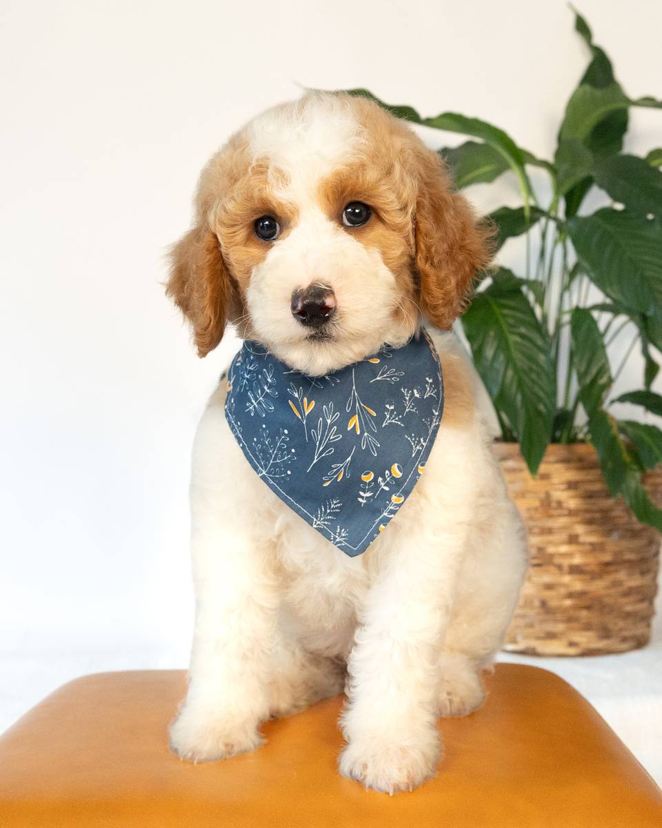 Jeep — Golden Parti Goldendoodle puppy from Forever and Always Doodles, Virginia