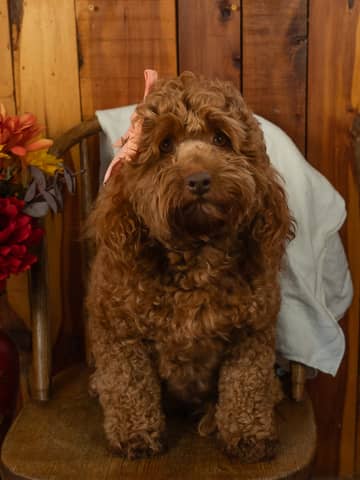 Flora, a Cockapoo dam
