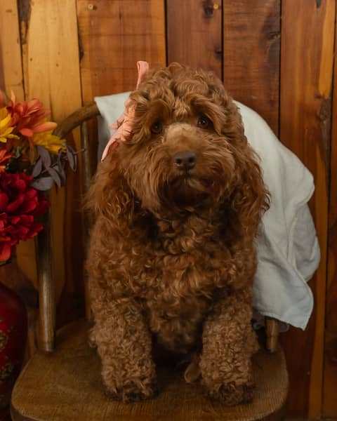 Flora, a Cockapoo dam
