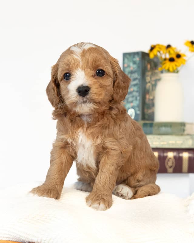 Jane, a Golden with White Markings Cockapoo puppy