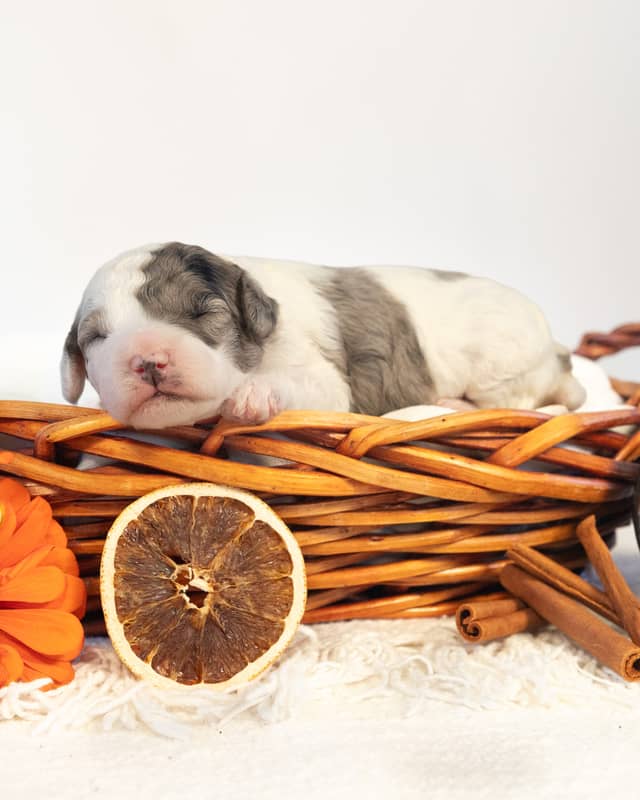 Latte, a Parti Merle Cockapoo puppy