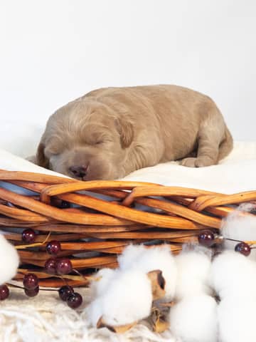 Sugar — Golden Cockapoo puppy from Forever and Always Doodles, Virginia