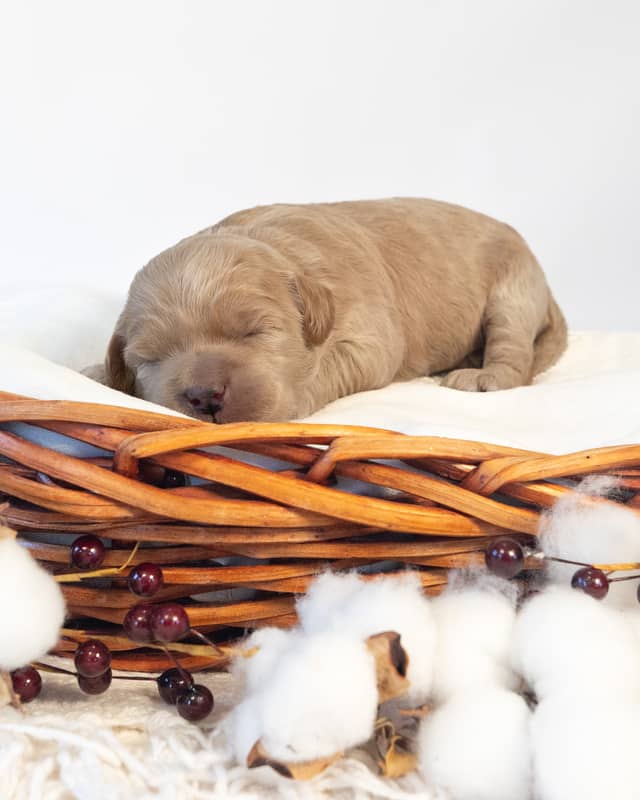 Sugar, a Golden Cockapoo puppy
