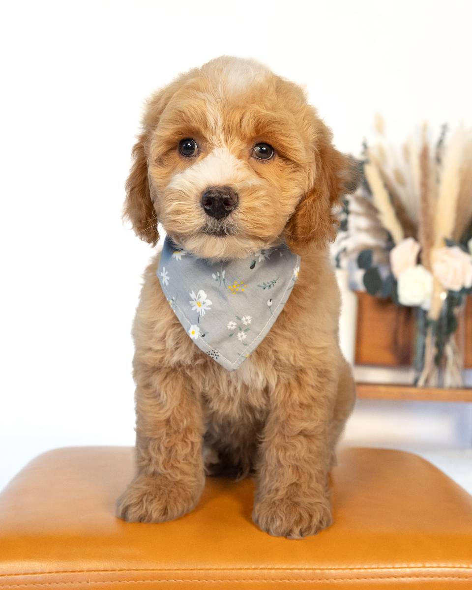Barrie, a Light Golden with White Markings Cockapoo puppy