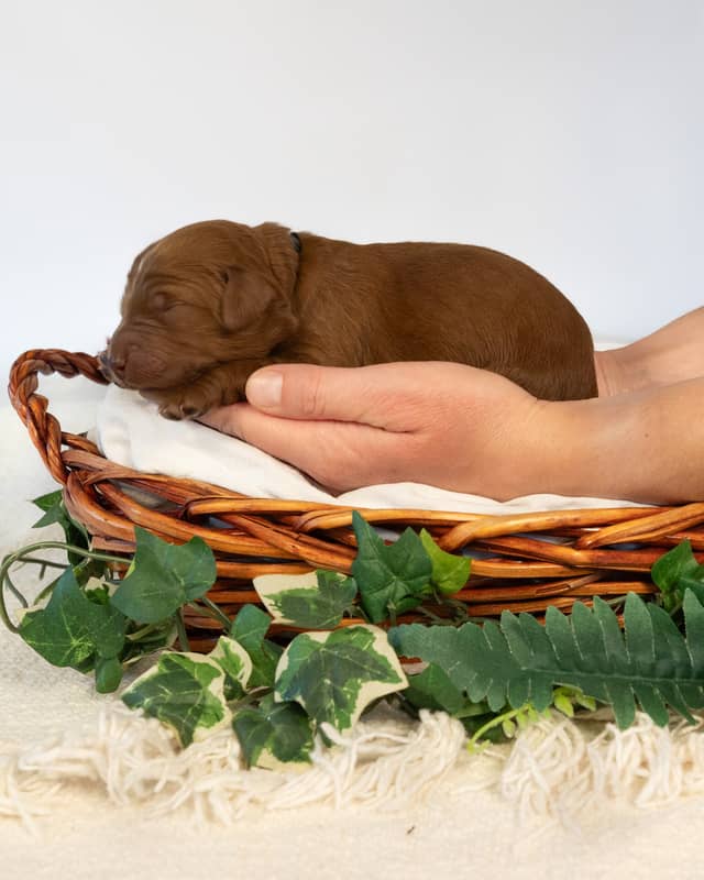 Tootles, a Apricot with White Markings Goldendoodle puppy