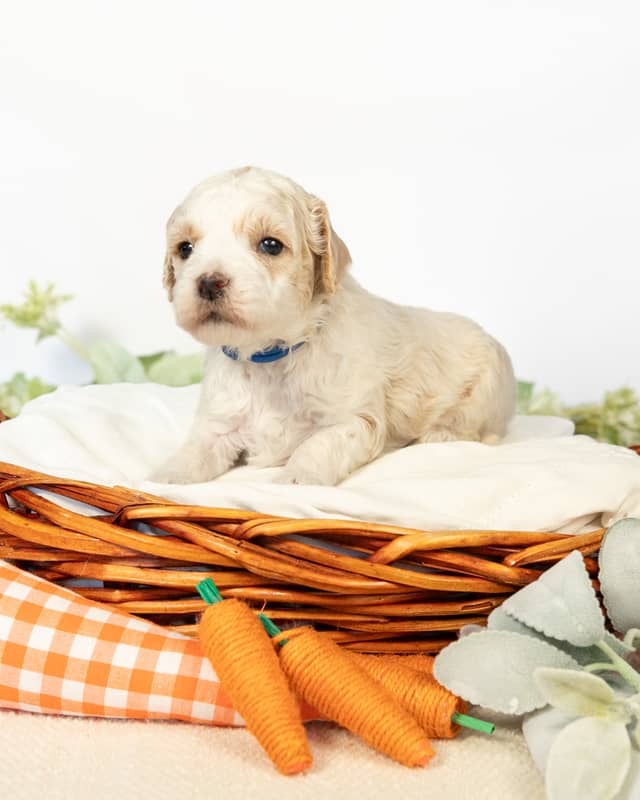 Wentworth, a Golden Parti Cockapoo puppy