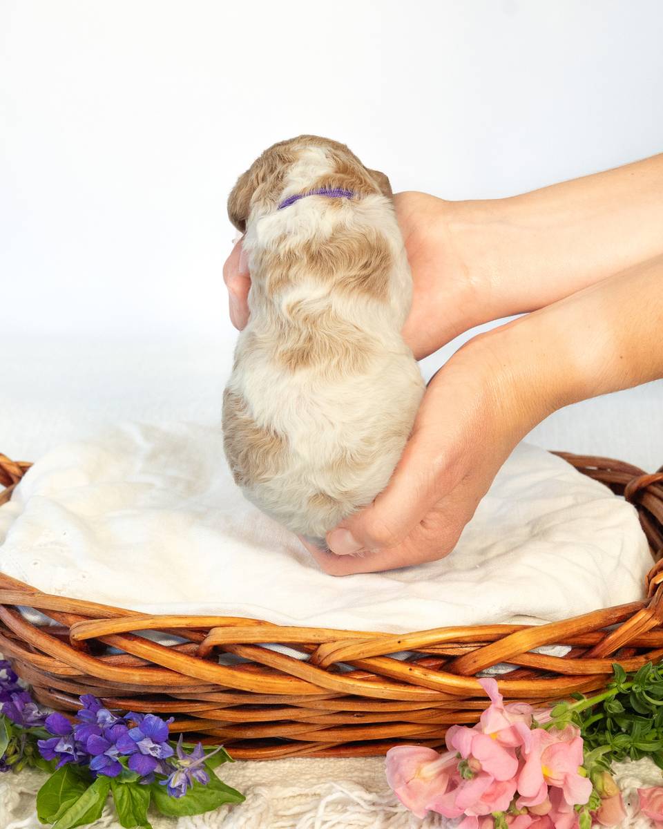 Lavender, a Golden Parti Goldendoodle puppy