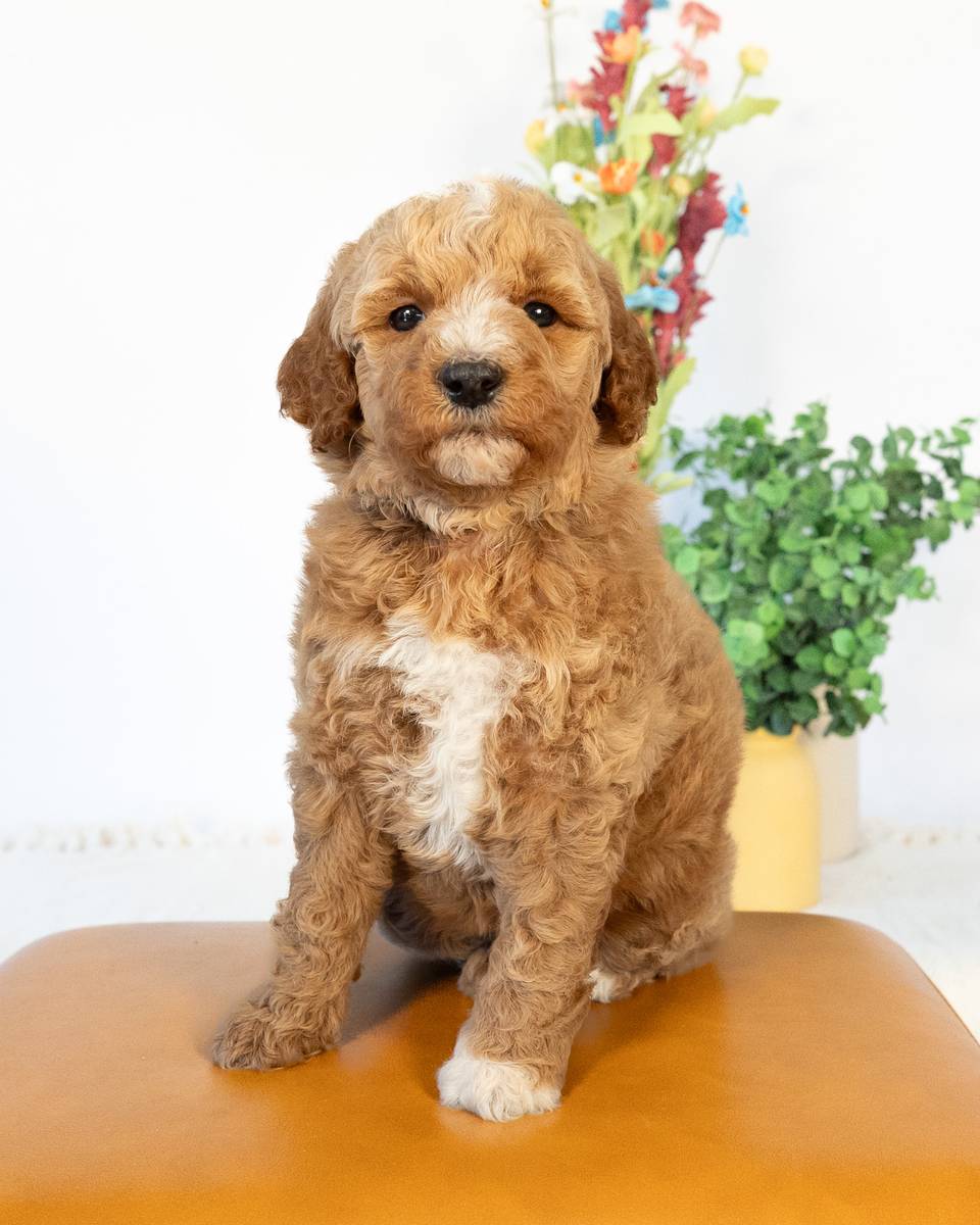 Kate — Golden with White Markings Goldendoodle puppy from Forever and Always Doodles, Virginia