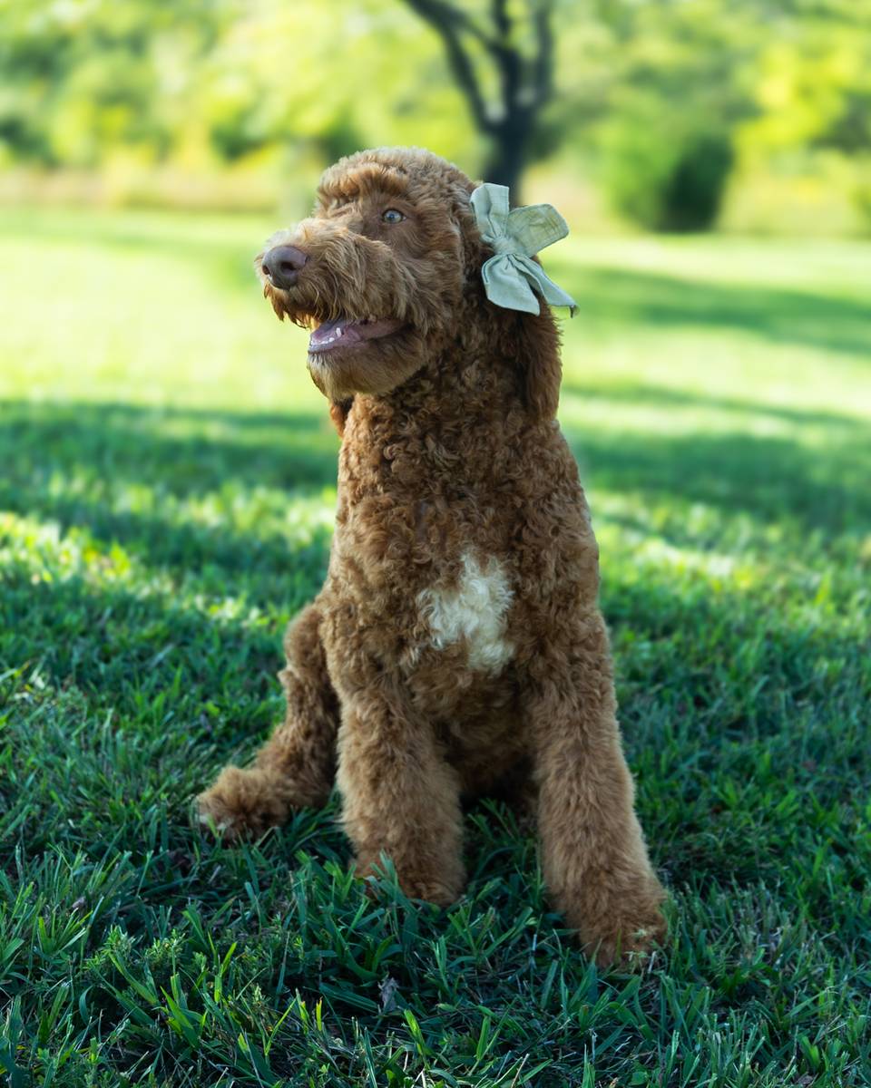Wendy, a Golden with White Markings Goldendoodle puppy