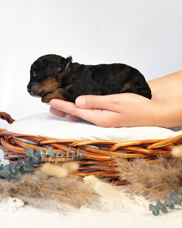 Bjorn, a Phantom Bernedoodle puppy