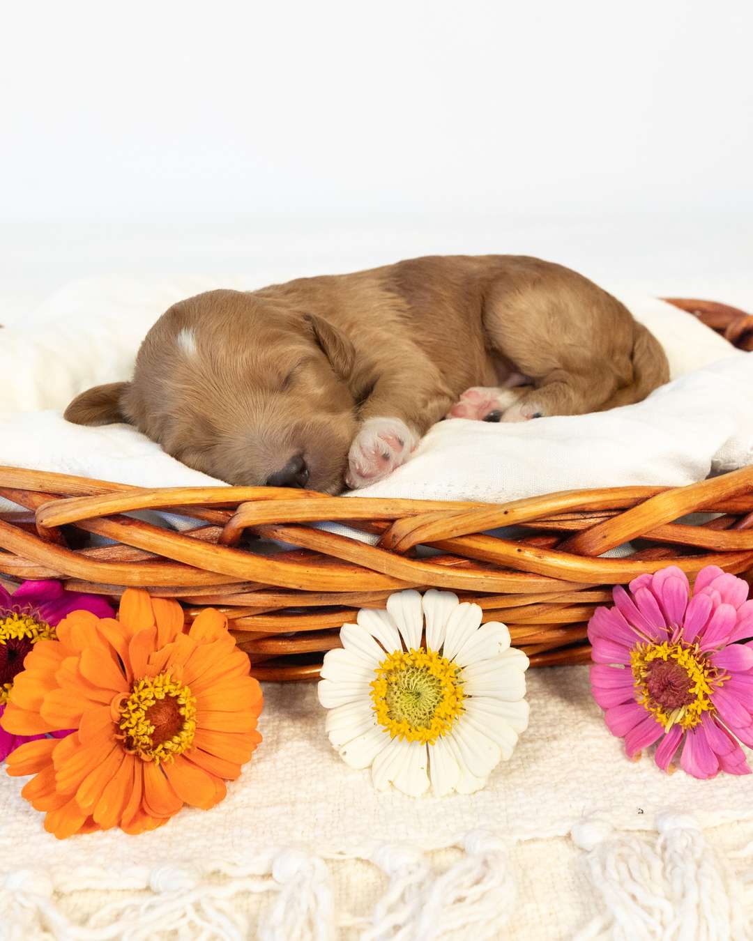 Dodge — Golden with White Markings Goldendoodle puppy from Forever and Always Doodles, Virginia