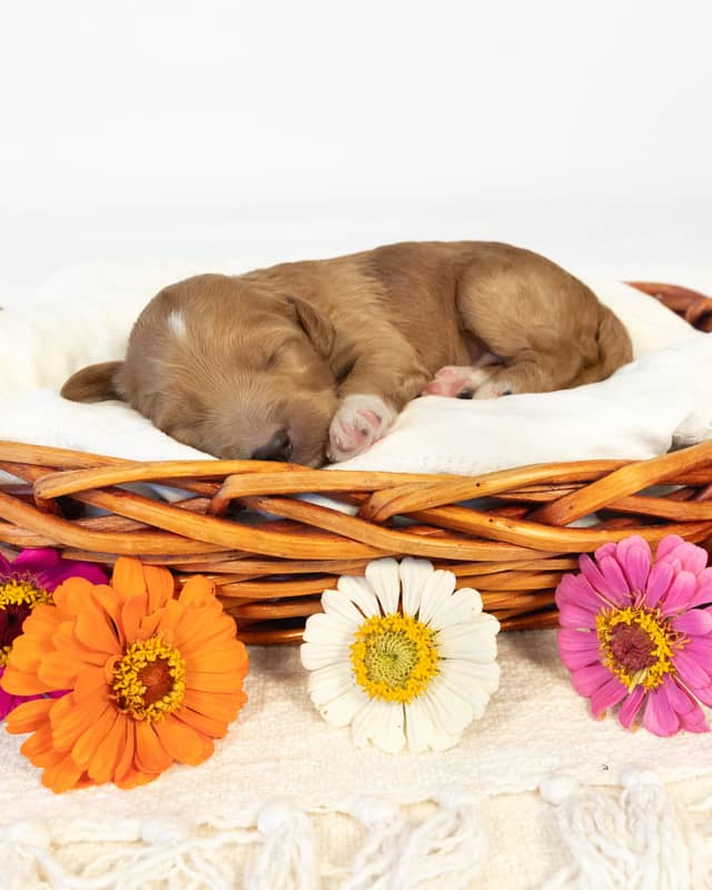 Dodge, a Golden with White Markings Goldendoodle puppy