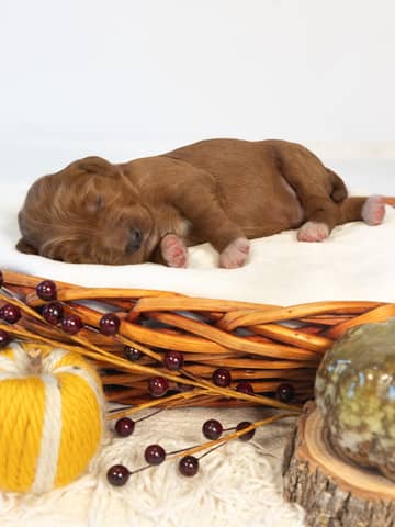 Earl — Red with White Markings Goldendoodle puppy from Forever and Always Doodles, Virginia