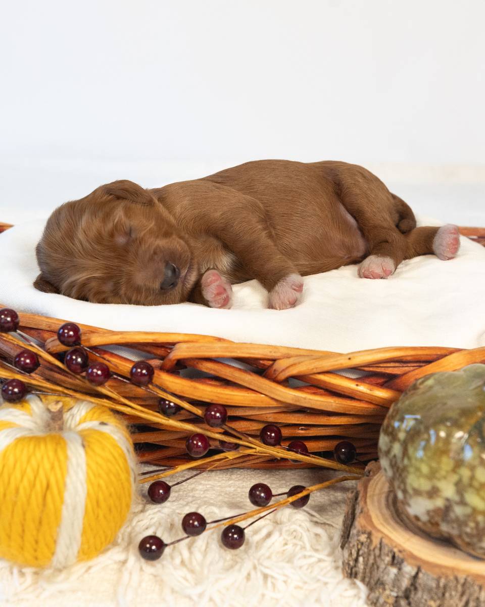 Earl — Red with White Markings Goldendoodle puppy from Forever and Always Doodles, Virginia