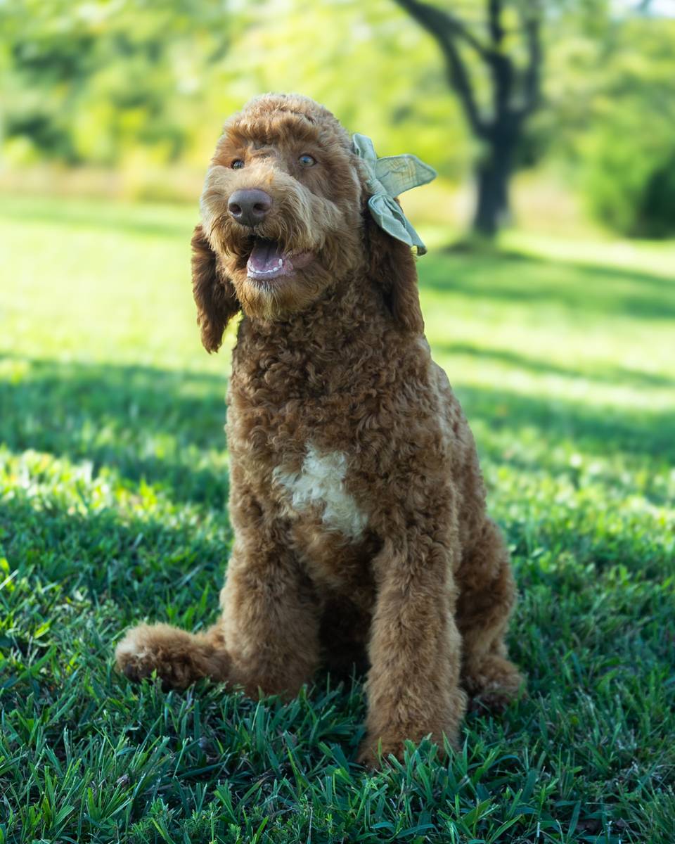 Wendy, a Golden with White Markings Goldendoodle puppy