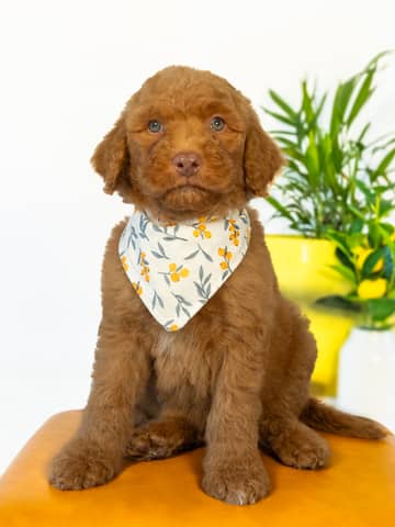 Neverland — Golden with White Markings Goldendoodle puppy from Forever and Always Doodles, Virginia