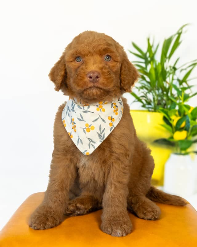 Neverland, a Golden with White Markings Goldendoodle puppy