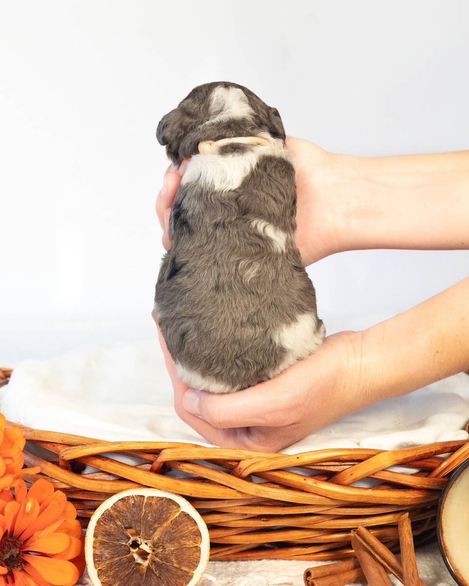 Chai, a Phantom Parti Merle Cockapoo puppy