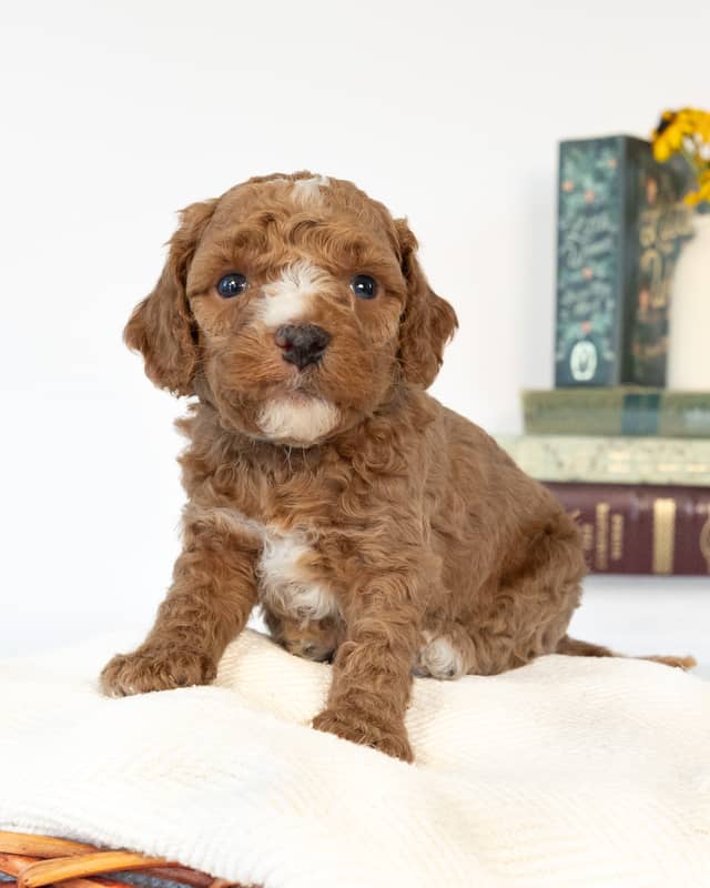 Doyle, a Golden with White Markings Cockapoo puppy