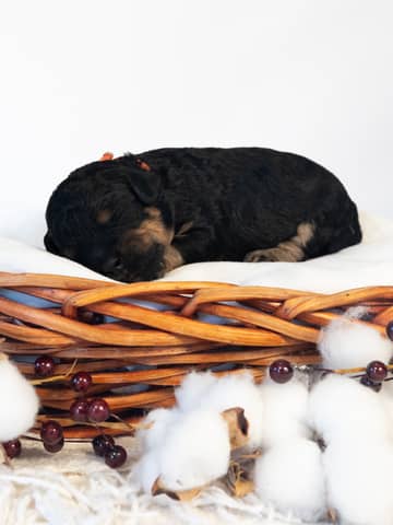 Caramel — Black Phantom Cockapoo puppy from Forever and Always Doodles, Virginia