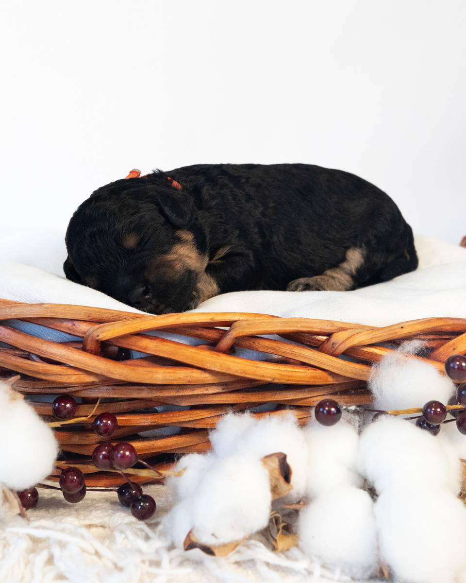 Caramel — Black Phantom Cockapoo puppy from Forever and Always Doodles, Virginia
