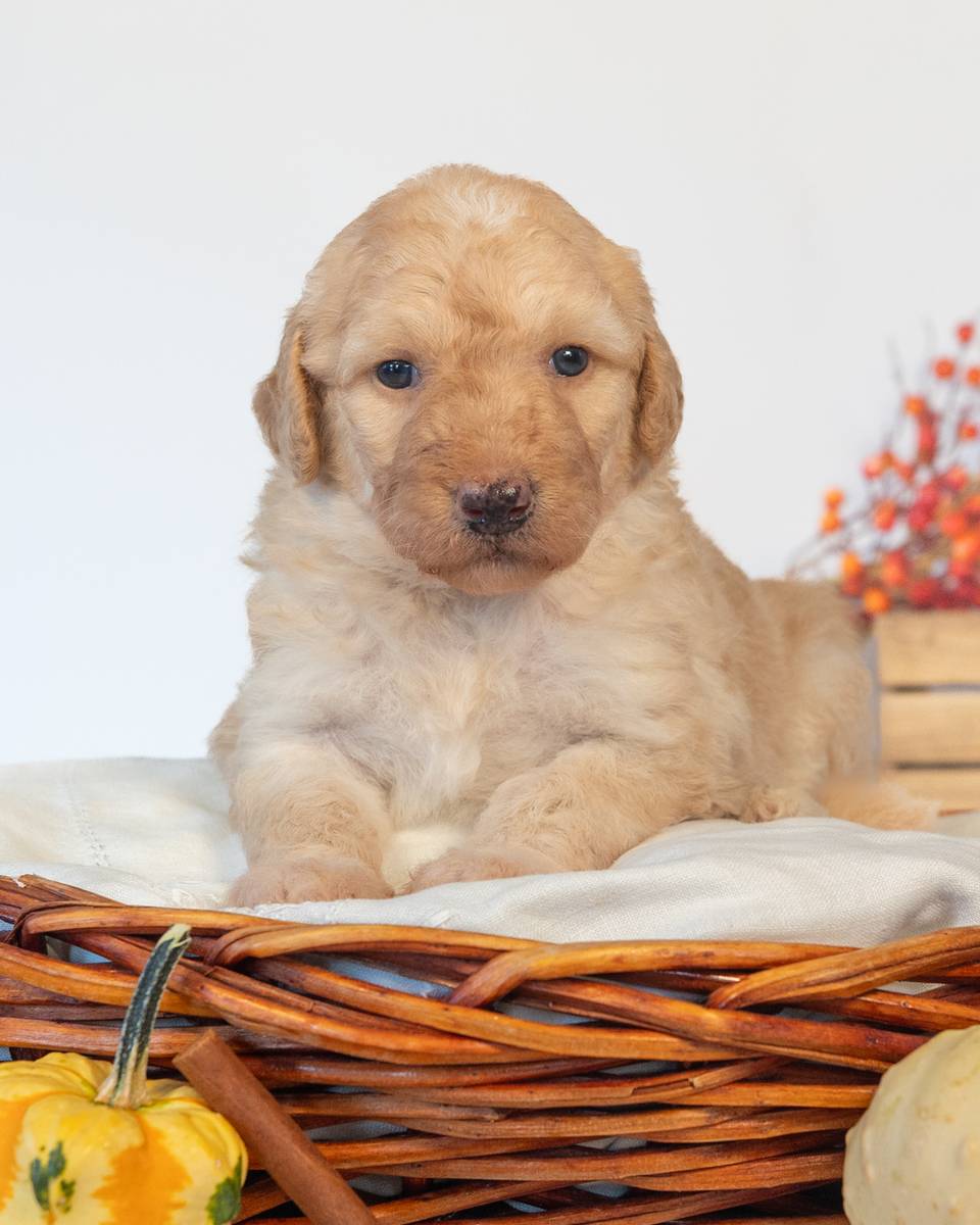 Ginny, a Golden Goldendoodle puppy