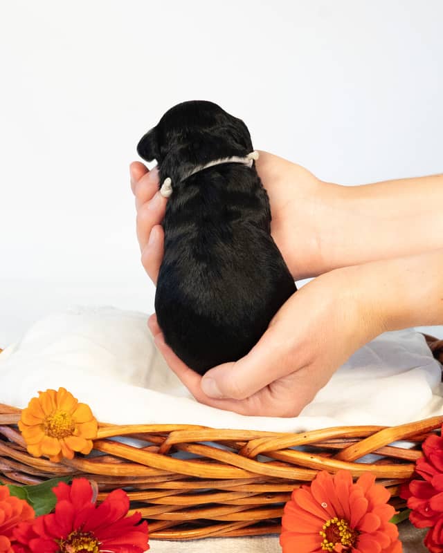 Dublin, a Black with White Markings Cockapoo puppy