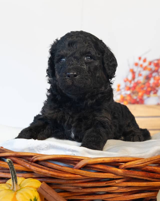 Luna, a Black Goldendoodle puppy