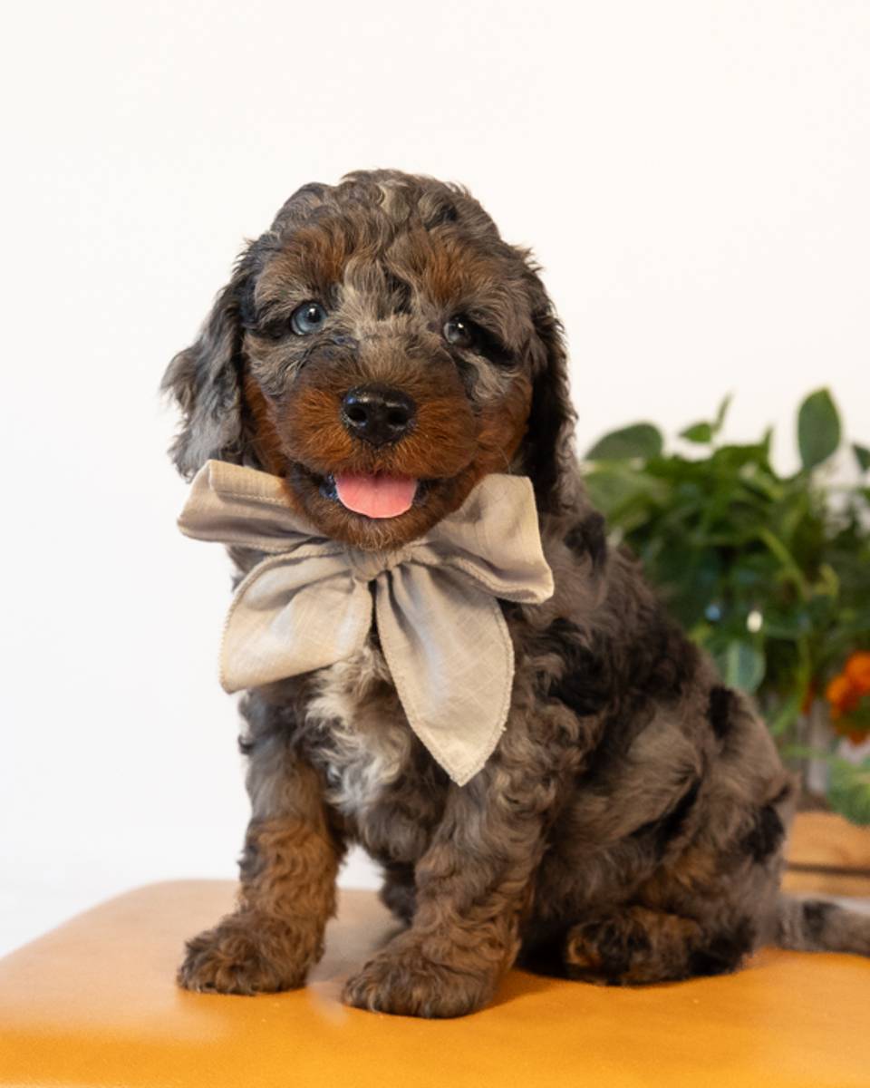 Shakespeare — Blue Merle Phantom with White Markings Cockapoo puppy from Forever and Always Doodles, Virginia