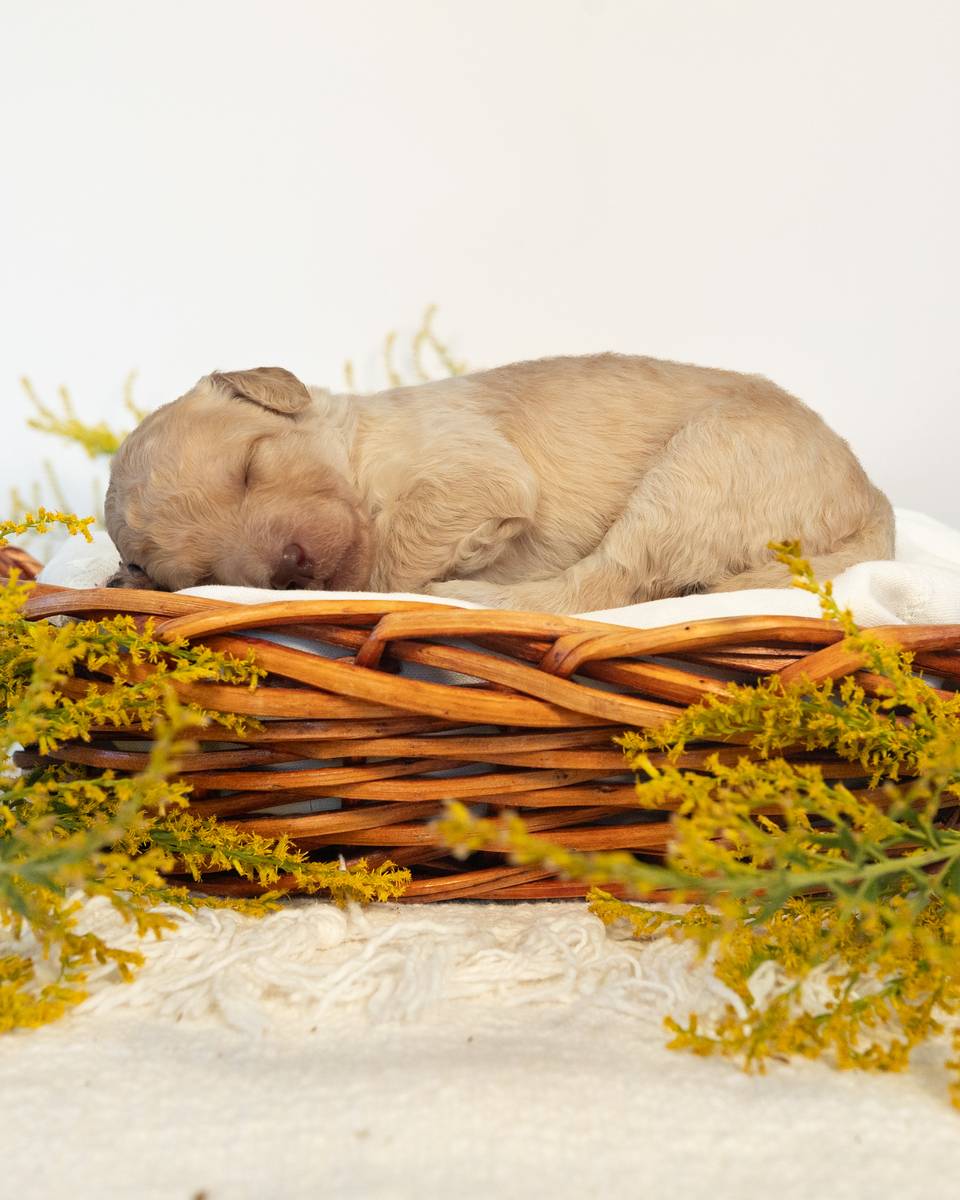 Hermione, a Golden Goldendoodle puppy