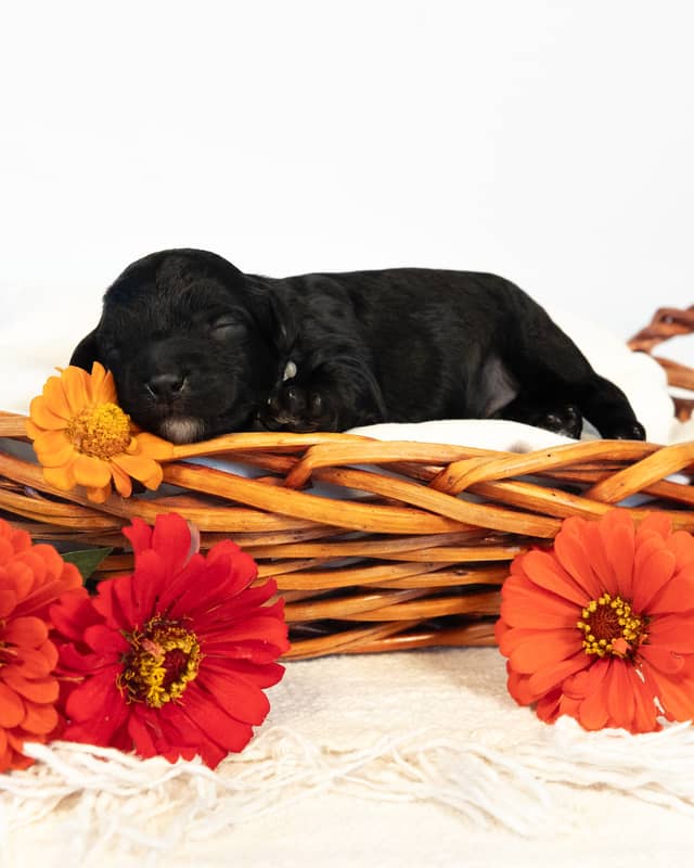 Dublin, a Black with White Markings Cockapoo puppy
