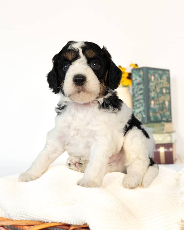 Lewis, a Black Parti Phantom Cockapoo puppy