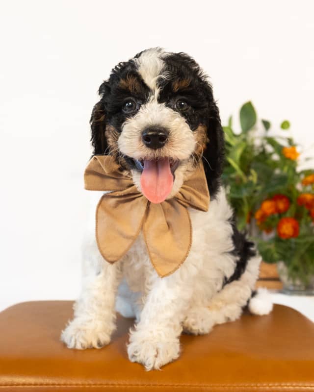 Lewis, a Black Parti Phantom Cockapoo puppy