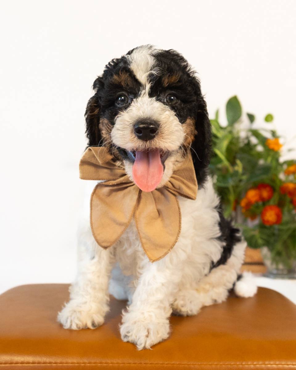 Lewis, a Black Parti Phantom Cockapoo puppy