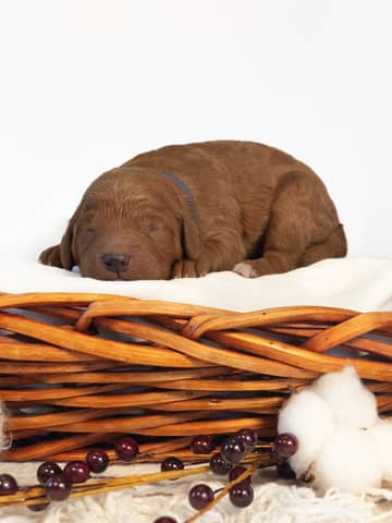 Pecan — Apricot Goldendoodle puppy from Forever and Always Doodles, Virginia