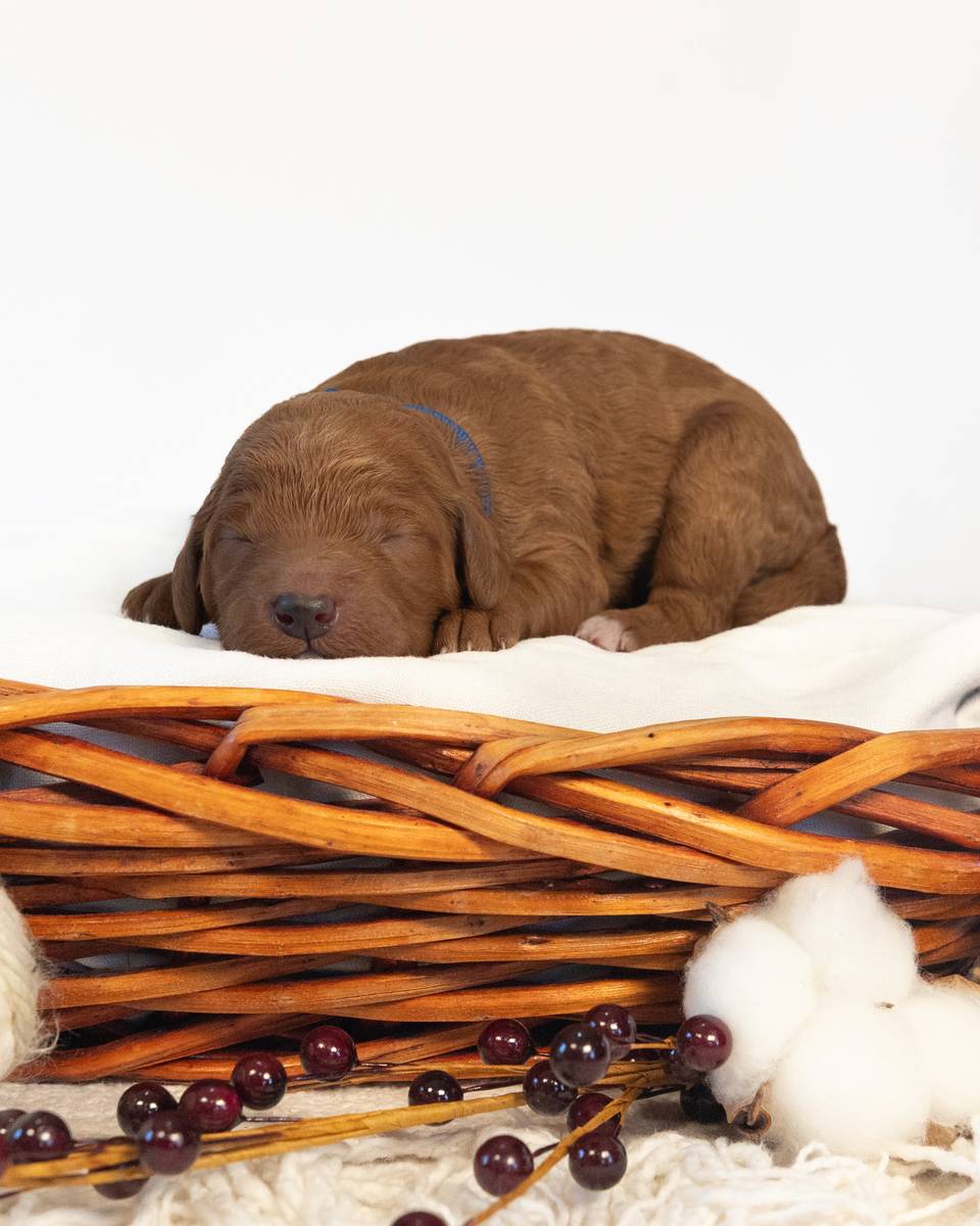 Pecan — Apricot Goldendoodle puppy from Forever and Always Doodles, Virginia