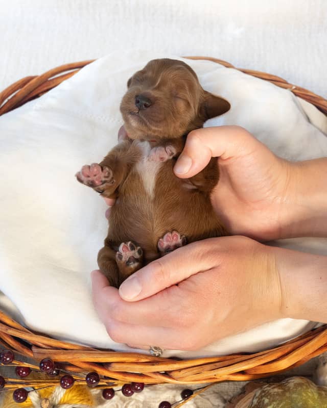 Amber, a Apricot with White Markings Goldendoodle puppy
