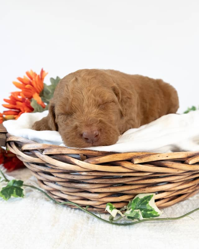 Smee, a Golden with White Markings Goldendoodle puppy