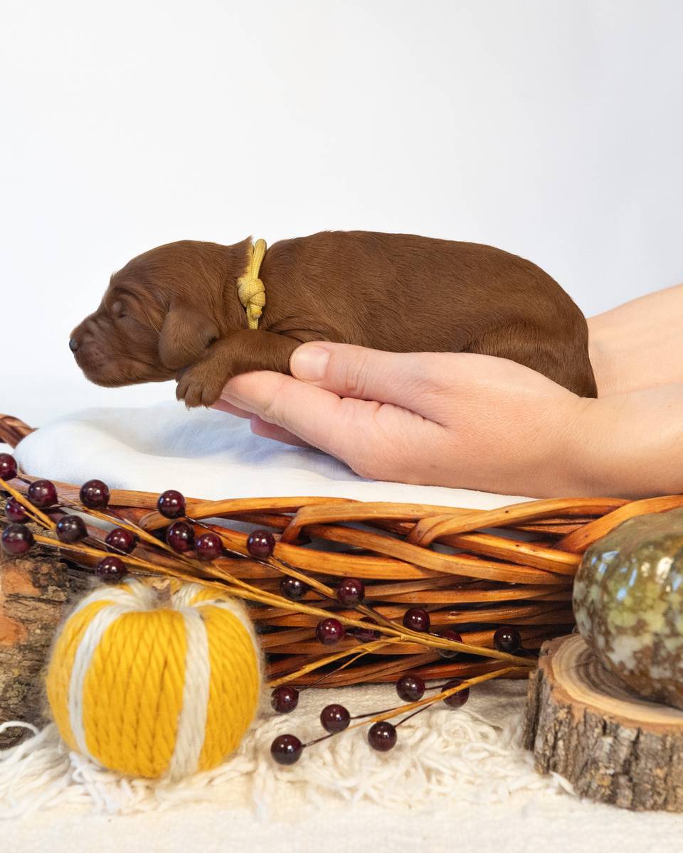 Cinnamon, a Red with White Markings Goldendoodle puppy