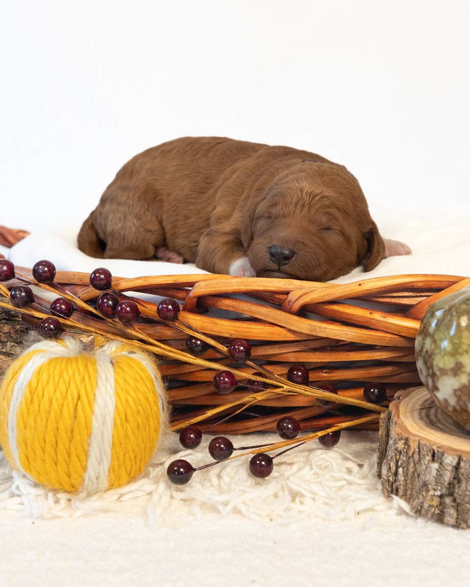 Autumn, a Red with White Markings Goldendoodle puppy