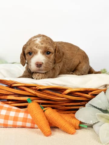 Golden Abstract Markings Cockapoo puppy — Lady