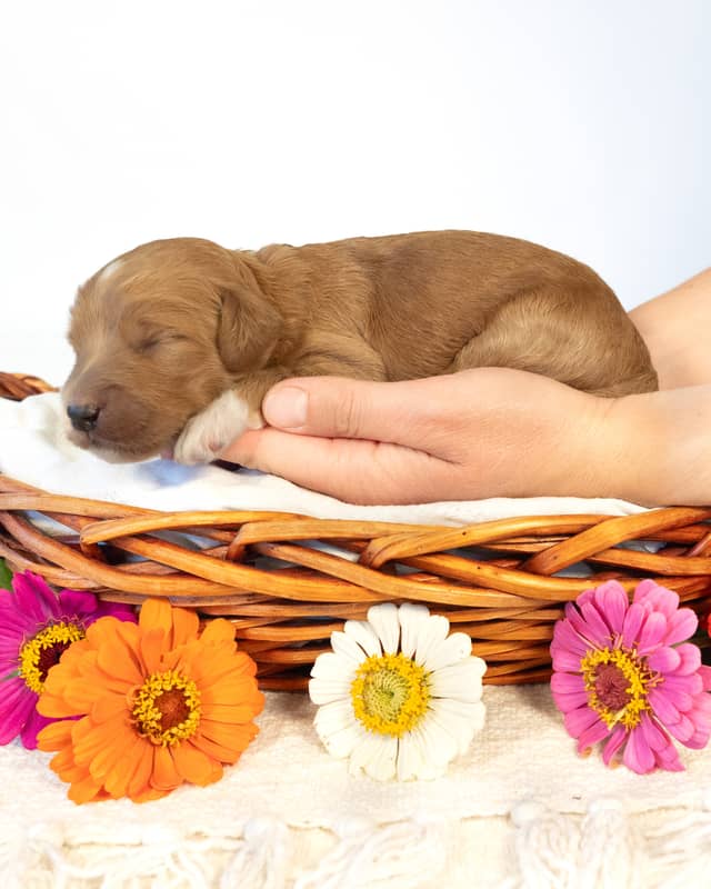 Dodge, a Golden with White Markings Goldendoodle puppy