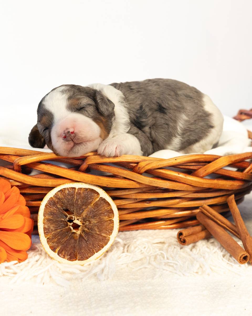 Chai, a Phantom Parti Merle Cockapoo puppy