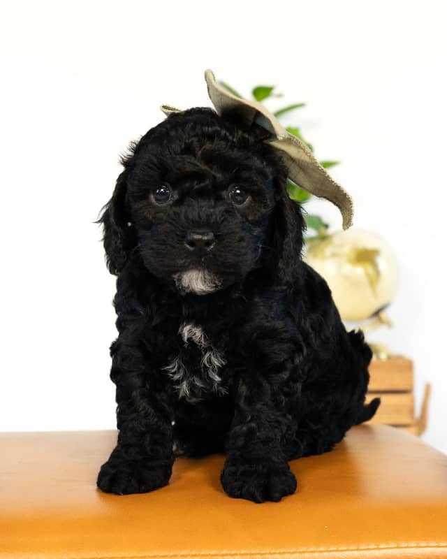 Paris, a Black with White Markings Cockapoo puppy