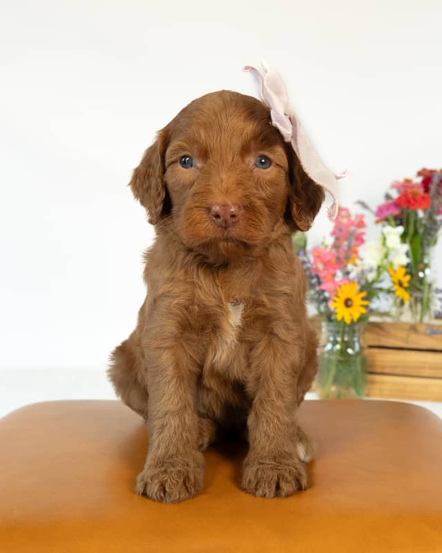 Nana, a Apricot with White Markings Goldendoodle puppy