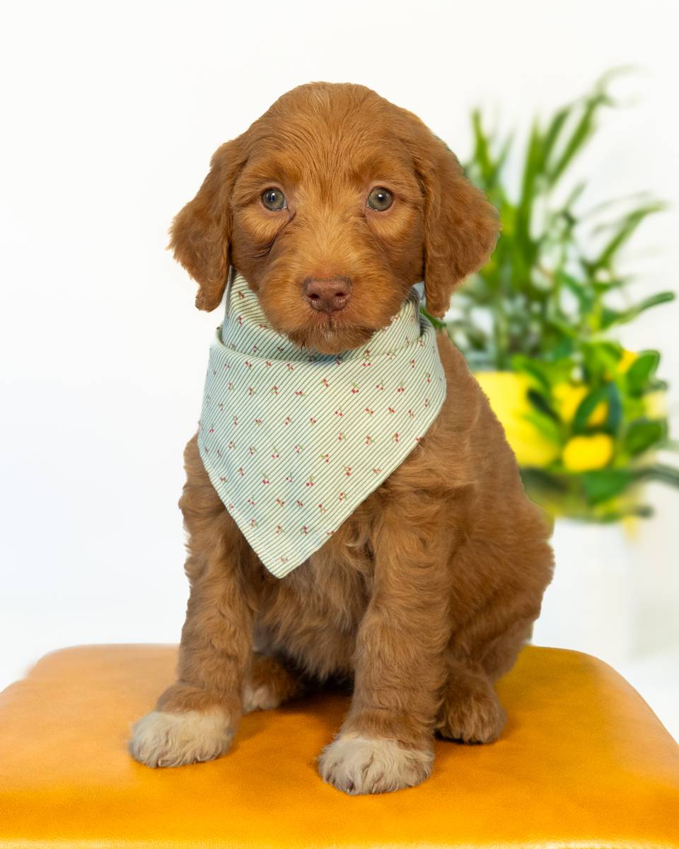 Nibs — Golden with White Markings Goldendoodle puppy from Forever and Always Doodles, Virginia