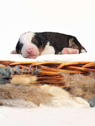 A Bernedoodle puppy