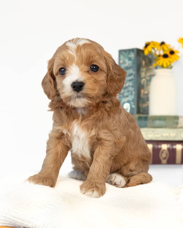 Jane, a Golden with White Markings Cockapoo puppy